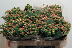 HYPERICUM MAG PINK GIANT 60
